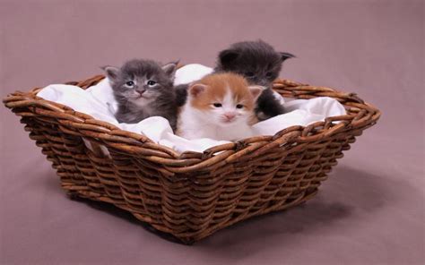 HD Cute Kittens In A Basket. Wallpaper | Download Free - 111797