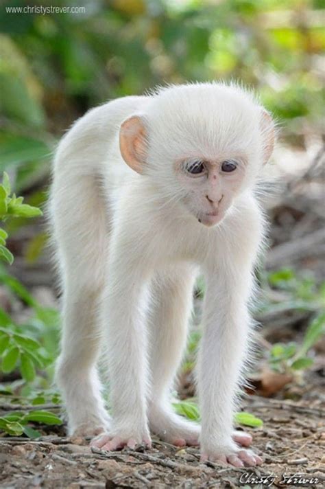 The Only White Monkey In The Whole World | Albino animals, Rare albino animals, Funny animals