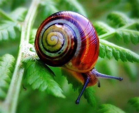 17 Best images about Painted Snail. Caracol pintado de Cuba & Candy cane snail on Pinterest ...