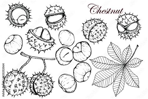 Chestnut. Set. Leaves.Nuts and nuts in whole and ripe skins. Hand drawn stock black and white ...