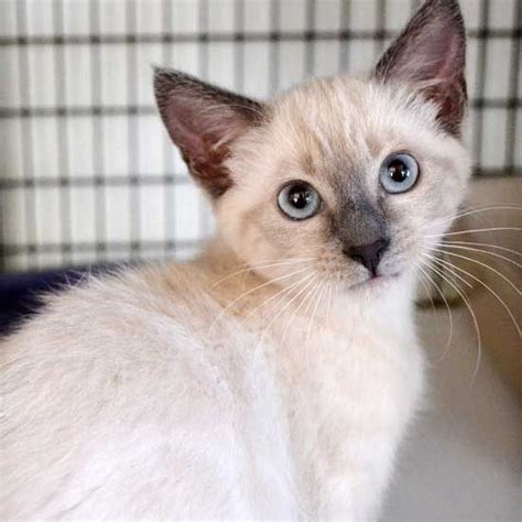 Hope is a Lilac Point #Siamese #kitten who is very engaged with people and loves being held and ...