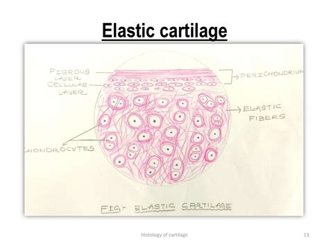 Histology Of Elastic Cartilage, 53% OFF