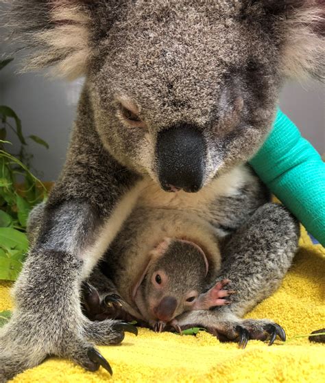 Pumpkin the Koala Released | Wildlife And Conservation | RSPCA Queensland