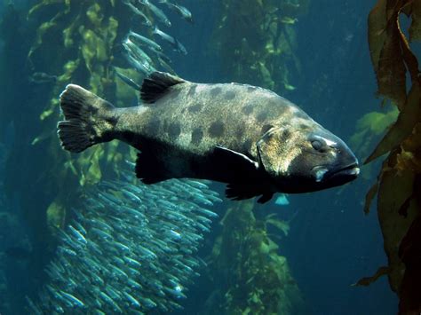 Giant sea bass | Animals | Monterey Bay Aquarium