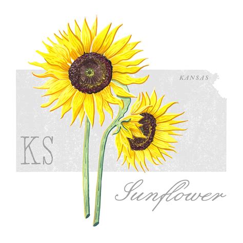 Kansas State Flower Sunflower Art by Jen Montgomery Painting by Jen Montgomery - Fine Art America