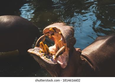 522 Giant Hippopotamus Images, Stock Photos & Vectors | Shutterstock