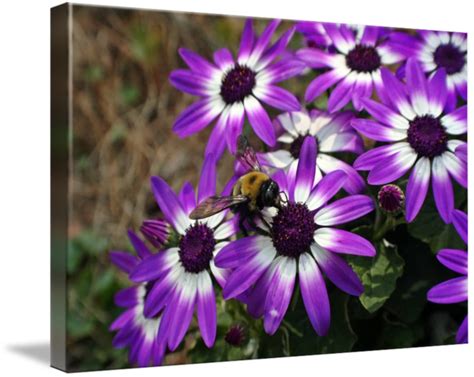 Purple Daisy Backgrounds, Beautiful Purple Daisy, #20566