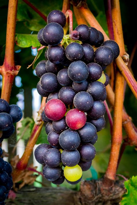 Pinot Noir Grape Cluster | Multi-colored grape clusters alwa… | Flickr