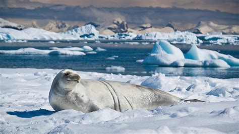 Antarctica's wildlife in a changing climate