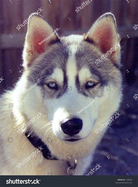 Husky Dog Face Stock Photo 120969 : Shutterstock