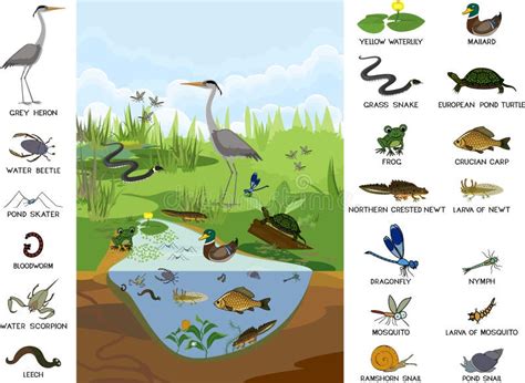 Ecosystem of Pond with Different Animals Birds, Insects, Reptiles, Fishes, Amphibians in Their ...