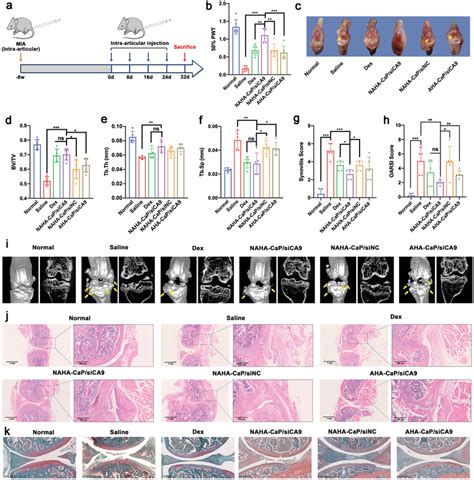 a) Schematic illustration of the experimental design in C57BL/6 mice ...