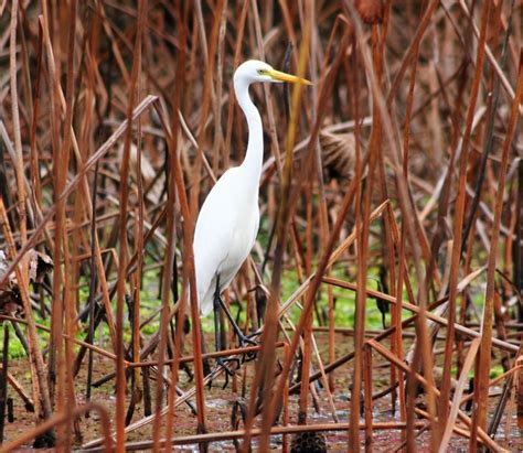 Intermediate Egret - Birds SA