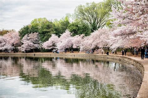 5 Stunning Spots In Which To Admire The Cherry Blossoms This Season ...