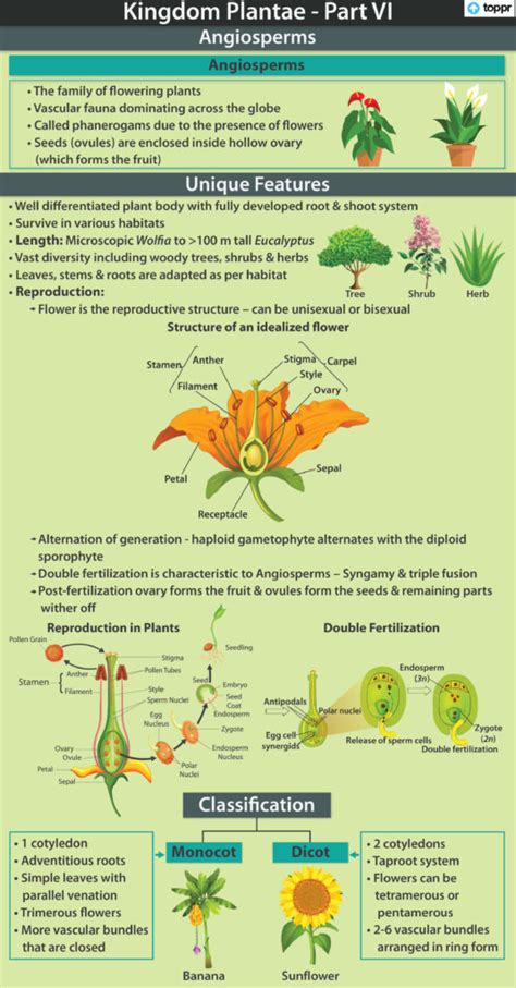 Angiosperms Plants