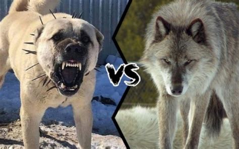 Comparism between the strongest dog breed The Kangal and The Wolf ...