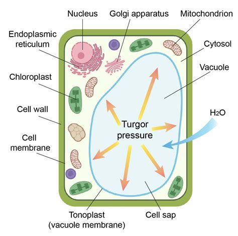 Vacuole In Animal Cell And Plant Cell