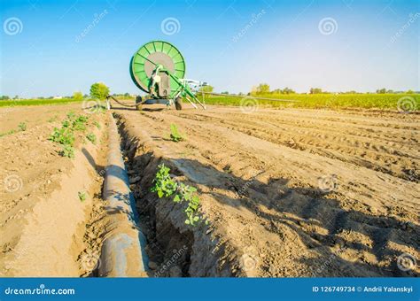 Irrigation System for Watering of Agricultural Crops with a Big Hose ...