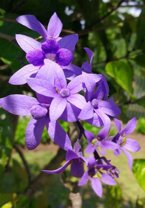 Free Images : flower, flowering plant, purple, lilac, petal, botany ...