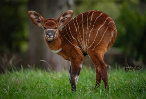 Critically endangered: Africa’s rarest large mammal born at Chester Zoo ...