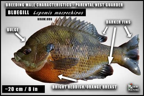 Bluegill (Lepomis macrochirus) — Koaw Nature