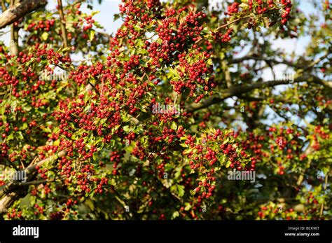 Firethorn Pyracantha coccinea berries Stock Photo - Alamy