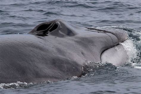 Fin whales' songs offer new way to study oceanic crust, OSU researchers say - KTVZ