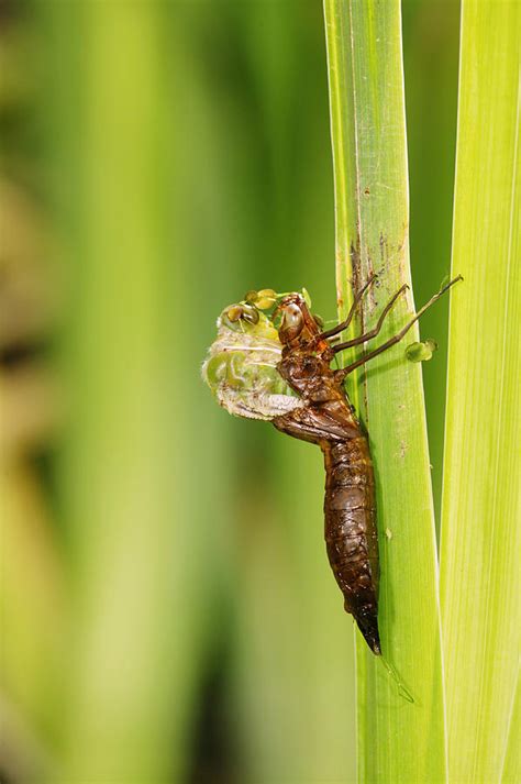 Emperor Dragonfly Metamorphosis Photograph by Andy Harmer | Fine Art ...