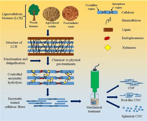 A typical mechanism of production of nanocellulose from lignocellulosic... | Download Scientific ...