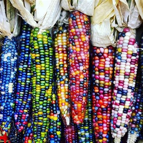 Heirloom Organic Indian Corn Seeds Aka Glass Gem Corn | Etsy | Glass gem corn, Corn seed ...