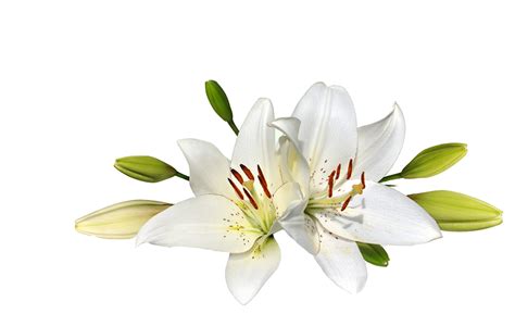 Lilium PNG