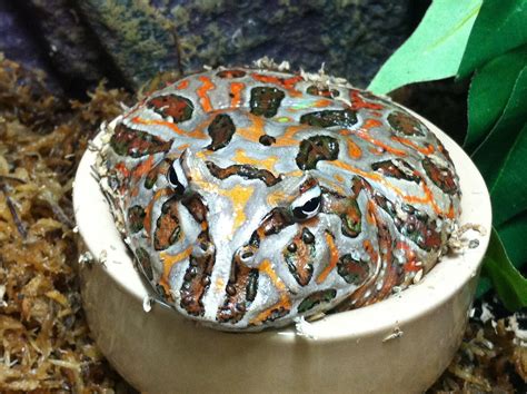 Reptile Supplies | Live Food | Vivariums | The Reptile Centre | Pacman ...