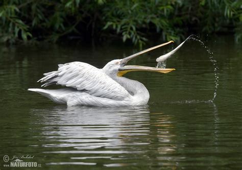 Dalmatian Pelican Photos, Dalmatian Pelican Images, Nature Wildlife ...