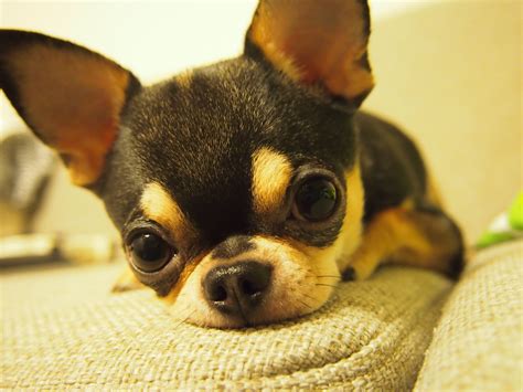 perfect little apple-head chihuahua #chihuahua | Chihuahua puppies ...