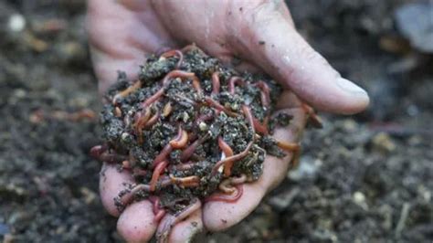 Eisenia Fetida Earthworm For Composting, 5 kg, Bag at Rs 90/kg in Jaipur