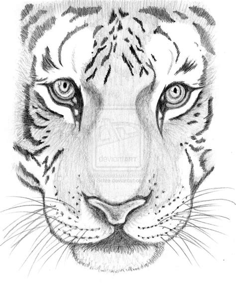 Animal Sketch Drawing at PaintingValley.com | Explore collection of ...