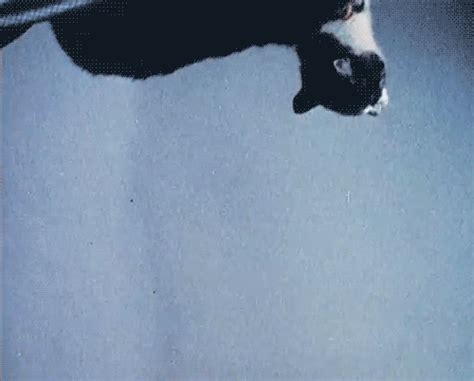 falling cat gif | WiffleGif