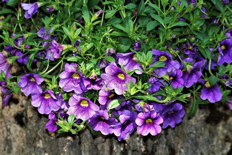 Cascading Purple Petunias Free Stock Photo - Public Domain Pictures