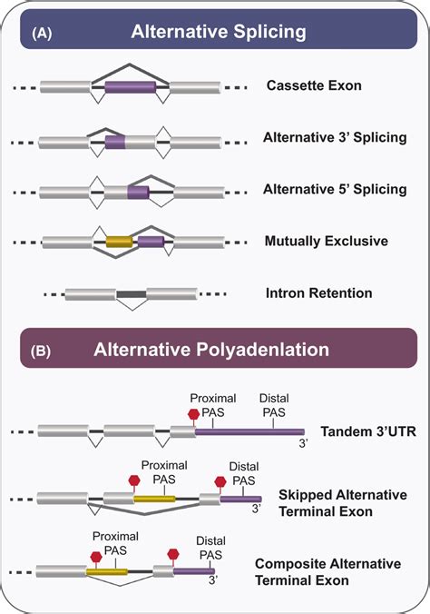 Illustration of alternative splicing and polyadenylation patterns. A,... | Download Scientific ...