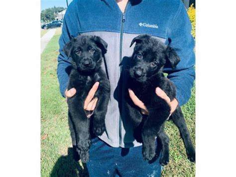 AKC Black German Shepherd Puppies for adoption Orlando - Puppies for ...