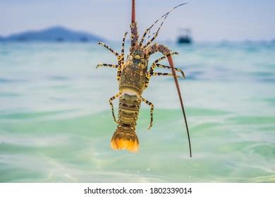 Lobster Hands Diver Spiny Lobster Inhabits Stock Photo 1802339008 | Shutterstock