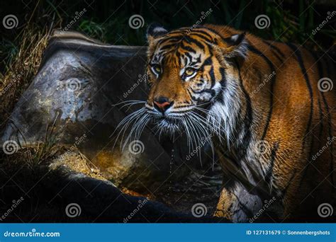 Tiger Close Up after Drinking Water Stock Image - Image of forest ...