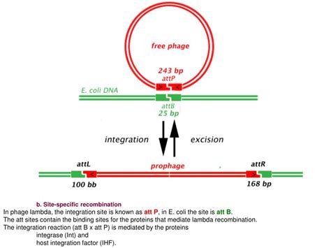 PPT - the phage lambda ( l ) PowerPoint Presentation, free download - ID:248441