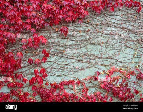 Boston ivy growing over a wall Stock Photo - Alamy