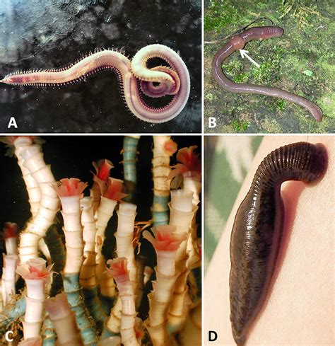 Annelids Examples