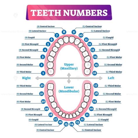 Types of teeth vector illustration - VectorMine