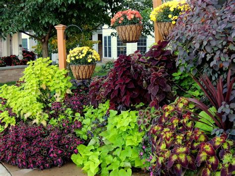 53 best Plants (Zone 6) images on Pinterest | Gardening tips, Flowers ...