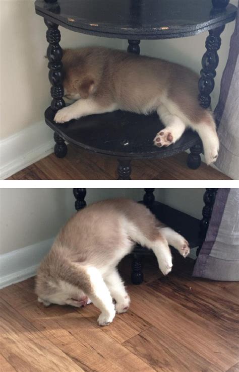 231 Animals That Sleep Wherever They Please | Bored Panda