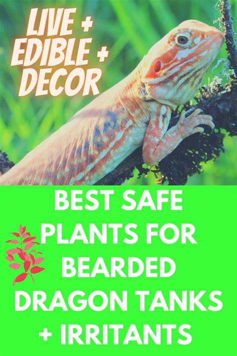 Best Plants for Bearded Dragons (Live + Edible + Decor) | Bearded dragon, Bearded dragon tank ...