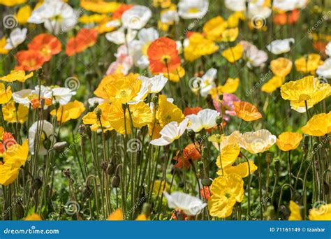 Colorful Poppy Field White Yellow Orange Stock Image - Image of blue, agriculture: 71161149